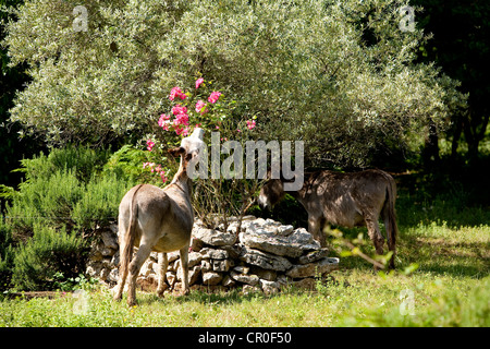 France, Ardeche, donkeys Stock Photo