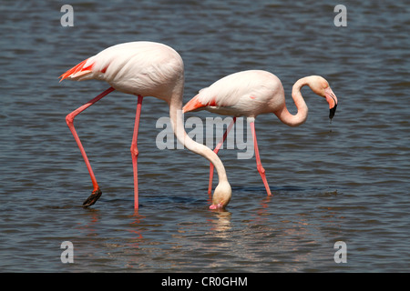 Greater Flamingos (Phoenicopterus roseus) foraging in shallow water, Camargue, France, Europe Stock Photo