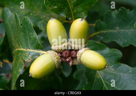 Sessile or Durmast Oak (Quercus petraea, Quercus sessilis), unripe acorn on tree, Neunkirchen, Siegerland Stock Photo