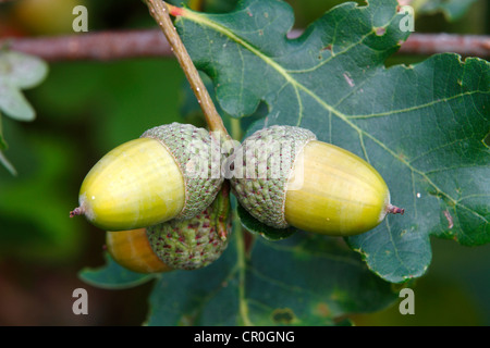 English Oak (Quercus robur), twig with acorns and leaves, Neunkirchen in Siegerland, North Rhine-Westphalia, Germany, Europe Stock Photo