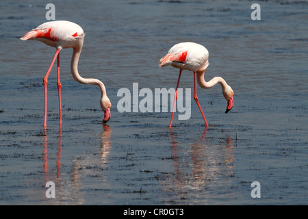 Greater Flamingo (Phoenicopterus roseus), foraging in shallow water, Camargue, France, Europe Stock Photo