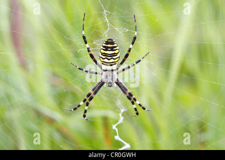 Wasp Spider (Argiope bruennichi), on web, Neunkirchen, Siegerland, North Rhine-Westphalia, Germany, Europe Stock Photo