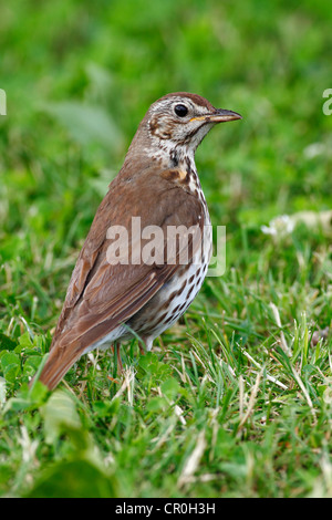 Song Thrush (Turdus philomelos) standing on a mown lawn, Lake Neusiedl, Burgenland, Austria, Europe Stock Photo