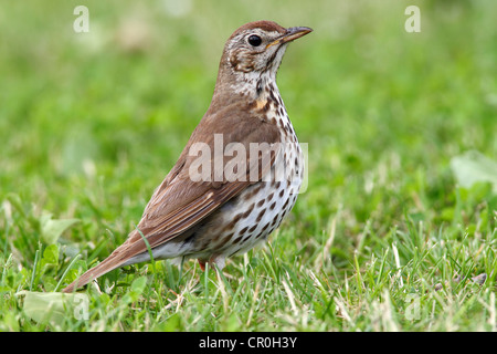 Song Thrush (Turdus philomelos) standing on a mown lawn, Lake Neusiedl, Burgenland, Austria, Europe Stock Photo