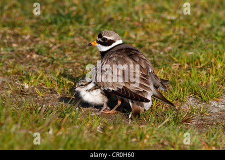 Ringed Plover (Charadrius hiaticula) with its chicks gathered under its wings Stock Photo