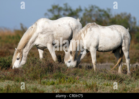 Two Camargue Horses (Equus caballus) eating in a protected area, Camargue, France, Europe Stock Photo