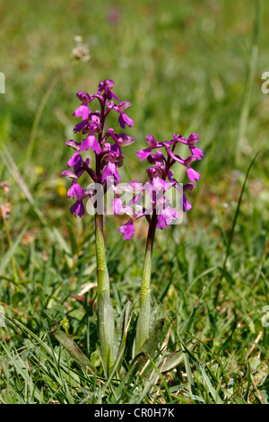 Green-winged orchid or Green-veined orchid (Anacamptis morio, Orchis morio), flowering Stock Photo