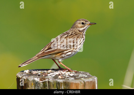 Meadow pipit (Anthus pratensis) perched on a fence post Stock Photo