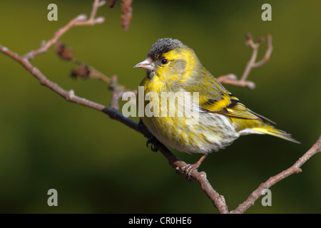 Siskin (Carduelis spinus), male perched on an alder branch Stock Photo