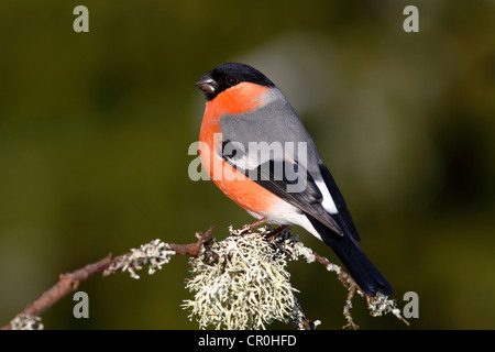 Bullfinch (Pyrrhula pyrrhula), male sitting on a lichen-covered branch Stock Photo