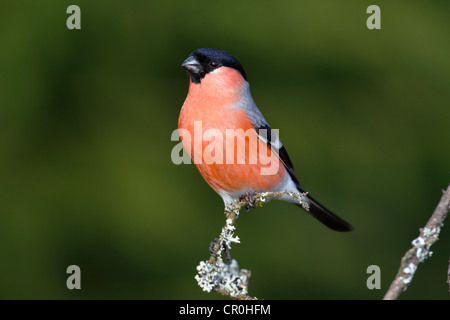 Bullfinch (Pyrrhula pyrrhula), male perched on a lichen-covered branch Stock Photo