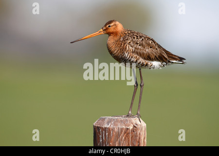 Black-tailed Godwit (Limosa limosa), male standing on a fence post, Lauwersmeer National Park, Netherlands, Europe Stock Photo