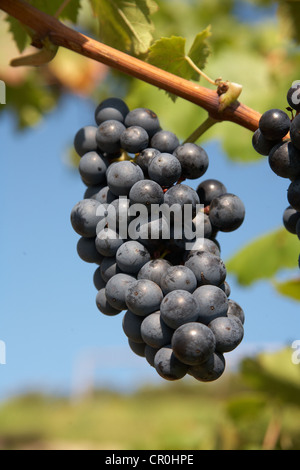Red grapes, Regent am Weinstock type of wine Stock Photo