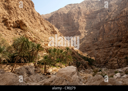Palm grove and cliffs covered in debris in Wadi Shab, Sultanate of Oman, Middle East Stock Photo