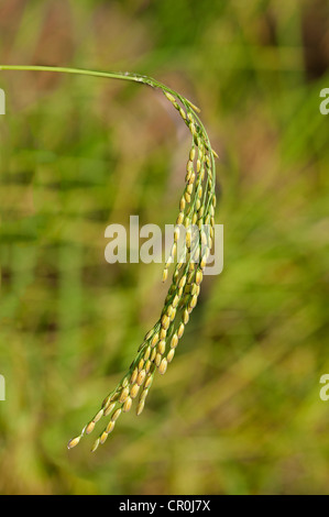 Ripe ear of a rice plant (Oryza sativa), Siem Reap, Cambodia, Southeast Asia Stock Photo