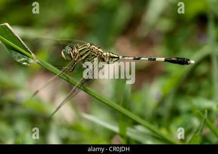 Slender skimmer, green marsh hawk (Orthetrum sabina), male, Siem Reap, Cambodia, Southeast Asia, Asia Stock Photo