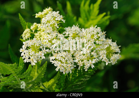 Sweet Cicely (Myrrhis odorata), Europe Stock Photo