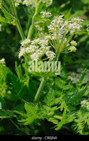 Sweet Cicely (Myrrhis odorata), Europe Stock Photo