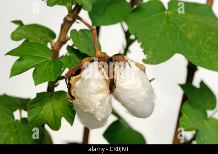 Ripe fruit capsules of the cotton plant (Gossypium herbaceum) Stock Photo
