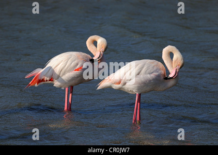 Two Greater Flamingos (Phoenicopterus roseus), preening, Camargue, France, Europe Stock Photo