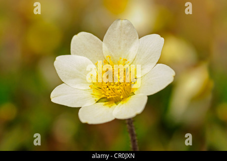 White Mountain Avens or White Dryas (Dryas octopetala), national flower of Iceland and official territorial flower of the Stock Photo