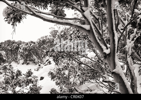 The first snow of the season blankets the trees near Charlotte's Pass in the Snowy Mountains. Stock Photo