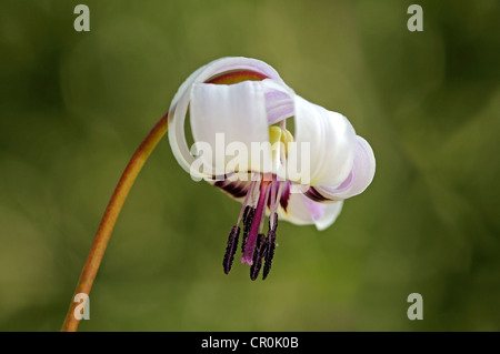 Henderson's Fawn Lily (Erythronium hendersonii), USA Stock Photo