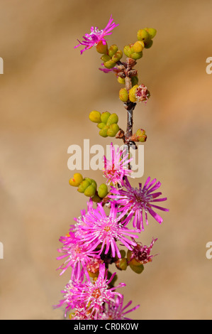 Ruschia sp., Goegap Nature Reserve, Namaqualand, South Africa Stock Photo