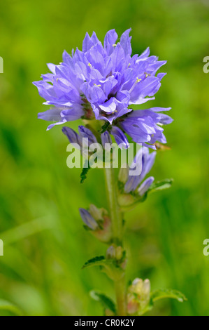 Bristly Bellflower (Campanula cervicaria), Switzerland, Europe Stock Photo