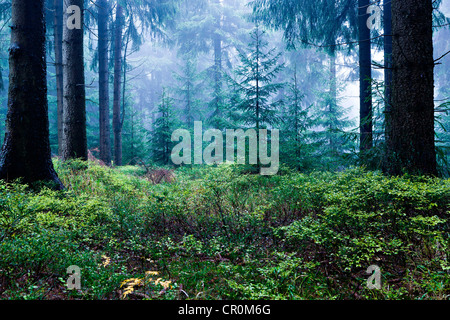 Coniferous forest near Masserberg, Thuringian Slate Mountains, Thuringia, Germany, Europe Stock Photo