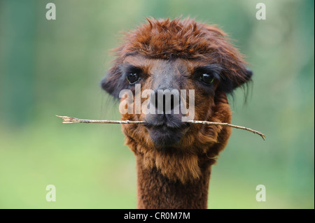 Alpaca (Vicugna pacos), portrait, animal holding branch in its mouth, Jaderpark, Lower Saxony, Germany, Europe Stock Photo