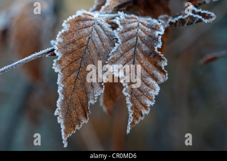 Hornbeam (Carpinus betulus), first frost, Untergroeningen, Baden-Wuerttemberg, Germany, Europe Stock Photo