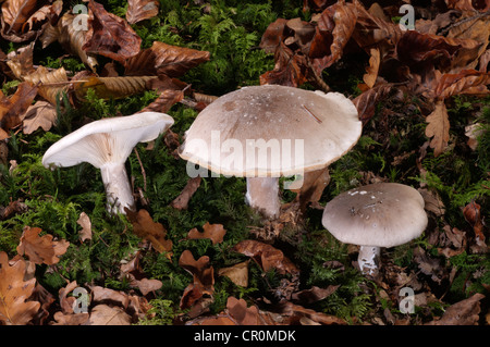 Clouded Agaric or Cloud Funnel (Clitocybe nebularis), Untergroeningen, Baden-Wuerttemberg, Germany, Europe Stock Photo
