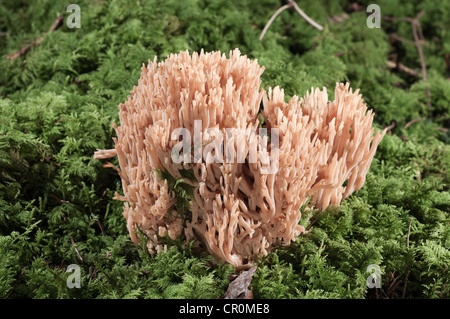 Coral Fungi or Antler Fungi (Ramaria pallida), Untergroeningen, Baden-Wuerttemberg, Germany, Europe Stock Photo
