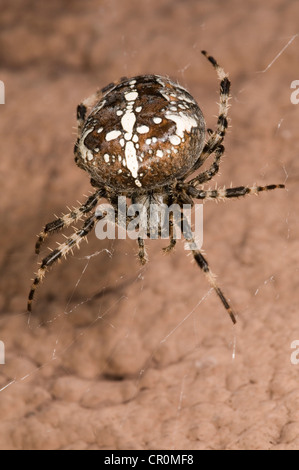 European garden spider or cross spider (Araneus diadematus), female on her web on a house wall, Untergroeningen Stock Photo