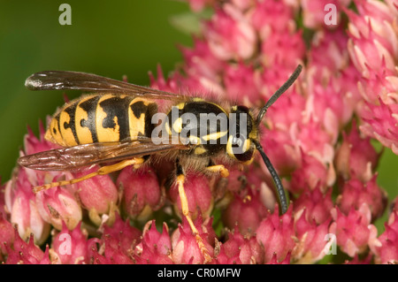 German or European wasp (Vespula germanica), on Stonecrop (Sedum telephium), Untergroenigen, Baden-Wuerttemberg, Germany, Europe Stock Photo