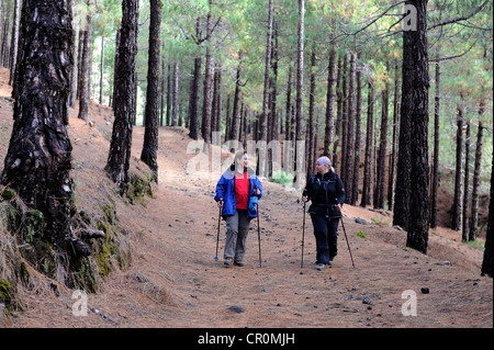 Two women hiking through a pine forest in the Canaries, La Palma, Canary Islands, Spain, Europe, PublicGround Stock Photo