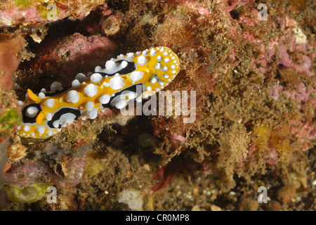 The nudibranch Phyllidia ocellata, Tulamben, Bali, Indonesia, Indo-pacific Ocean Roberto Ni Stock Photo