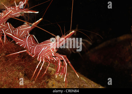 Dancing shrimp or camelback shrimp Rhynchocinetes durbanensis,  Rhynchocinetidae, Tulamben, Bali, Indo-pacific Ocean, Asia Stock Photo
