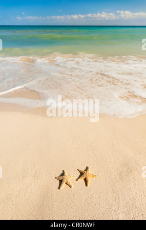 Mexico, Yucatan, Two starfish on beach Stock Photo