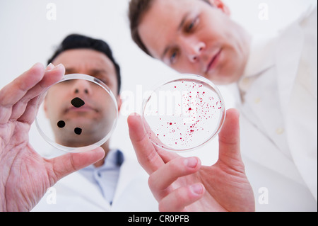 Scientists looking at petri dishes Stock Photo
