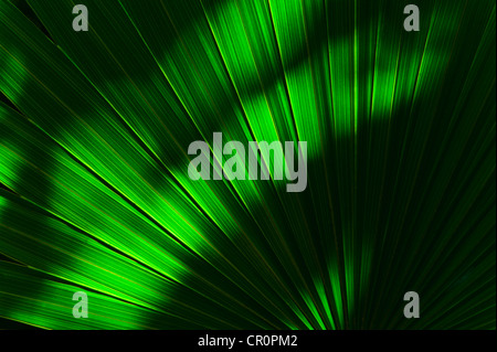 Mexico, Yucatan, Palm frond Stock Photo