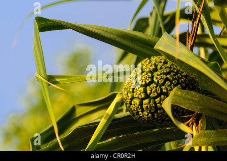 Pandanus fruit growing on a tree in Port Vila, Vanuatu, South Pacific. Stock Photo