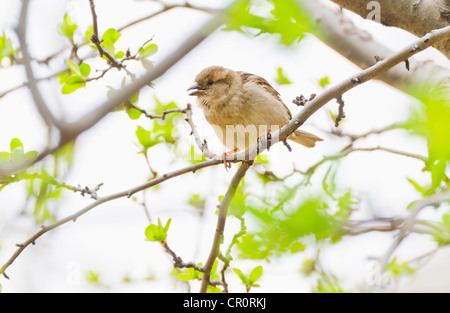 USA, New York, New York City, Close up of bird on spring tree Stock Photo