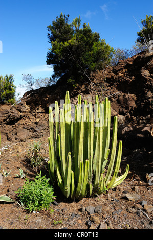 Spurge (Euphorbia sp.), La Palma, Canary Islands, Spain, Europe, PublicGround Stock Photo