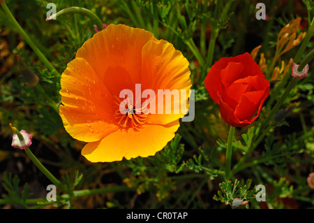 Flowering Iceland poppies (Papaver nudicaule) with rain drops Stock Photo