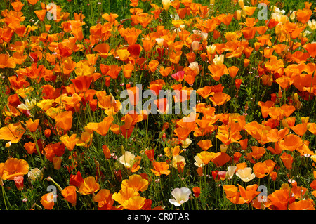 Flowering Iceland poppies (Papaver nudicaule) with rain drops Stock Photo