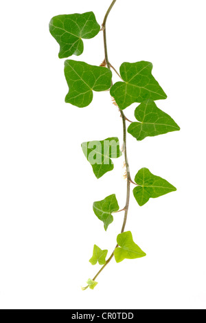 Ivy (Hedera helix L.) Stock Photo