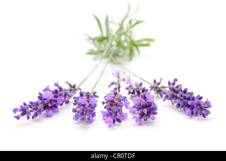 Lavender (Lavandula angustifolia) Stock Photo