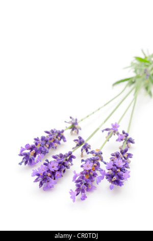 Lavender (Lavandula angustifolia) Stock Photo